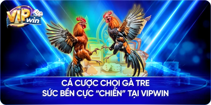 Cá Cược Chọi Gà Tre Sức Bền Cực “Chiến” Tại VIPWIN